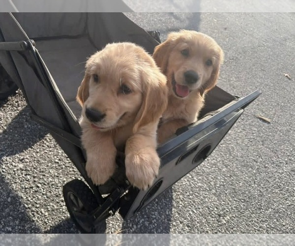 Medium Photo #22 Golden Retriever Puppy For Sale in BOILING SPGS, SC, USA