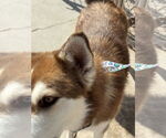 Small #6 Siberian Husky