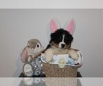 Puppy Kix Australian Shepherd