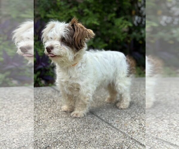 Medium Photo #5 Mutt Puppy For Sale in PIPE CREEK, TX, USA