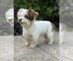Small #4 Mutt