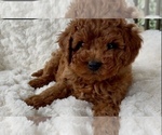 Puppy Abel Goldendoodle (Miniature)