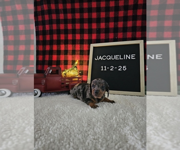 Medium Photo #6 Dachshund Puppy For Sale in NAPPANEE, IN, USA