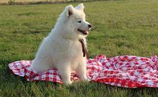 Samoyed Puppy for sale in TAMPA, FL, USA