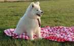 Small Photo #1 Samoyed Puppy For Sale in TAMPA, FL, USA