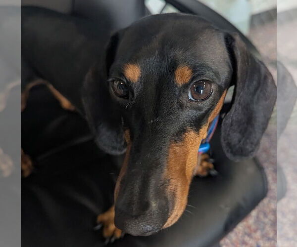 Medium Photo #5 Dachshund Puppy For Sale in Shelbyville, TN, USA