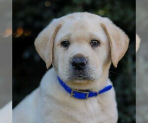 Labrador Retriever Puppy for sale in DENVER, PA, USA