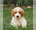 Small #3 Miniature Labradoodle