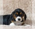 Small Photo #2 Beaglier Puppy For Sale in READING, PA, USA