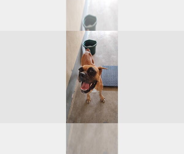 Medium Photo #2 Boxer Puppy For Sale in Austin, TX, USA