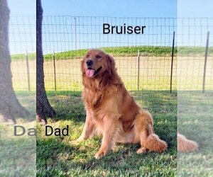 Father of the Golden Retriever puppies born on 06/18/2025