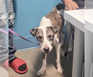 Mutt Dogs for adoption in Houston, TX, USA
