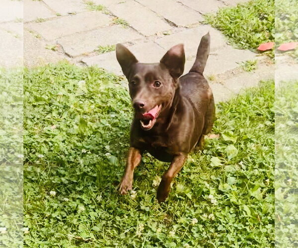 Medium Photo #2 Mutt Puppy For Sale in Spring Lake, NJ, USA