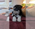 Puppy Thor Australian Shepherd-Siberian Husky Mix