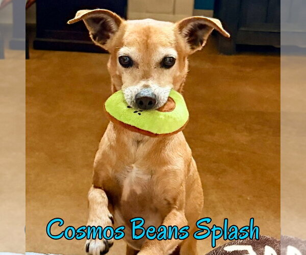 Medium Photo #52 Chiweenie Puppy For Sale in San Antonio, TX, USA