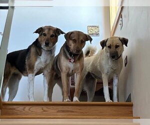 Labrador Retriever-Unknown Mix Dogs for adoption in Frisco, CO, USA