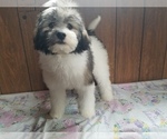 Small Photo #2 Bernedoodle (Miniature) Puppy For Sale in COLORADO SPRINGS, CO, USA
