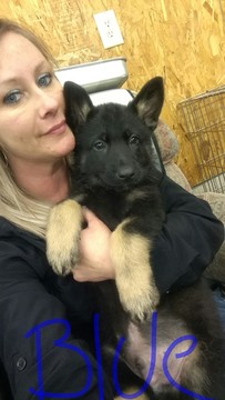 Medium Photo #1 German Shepherd Dog Puppy For Sale in SAINT CHARLES, MI, USA