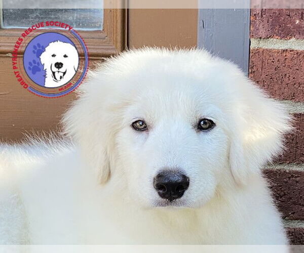 Medium Photo #4 Great Pyrenees Puppy For Sale in Spring, TX, USA