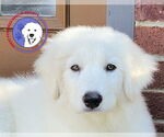 Small #3 Great Pyrenees