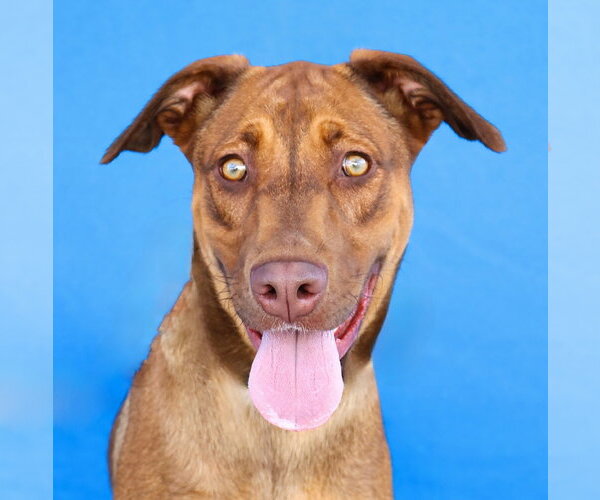 Medium Photo #1 - Mix Puppy For Sale in Pasadena, CA, USA