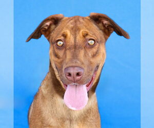 - Mix Dogs for adoption in Pasadena, CA, USA