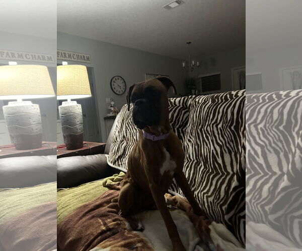 Medium Photo #2 Boxer Puppy For Sale in  Katy, TX, USA