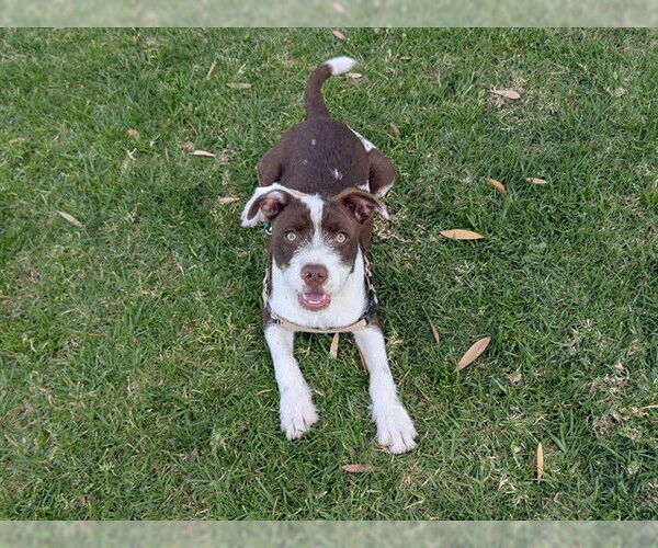 Medium Photo #2 Mutt Puppy For Sale in San Clemente, CA, USA