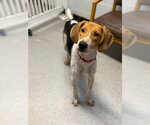 Buck - Male Mutt Dog for Adoption - Small photo