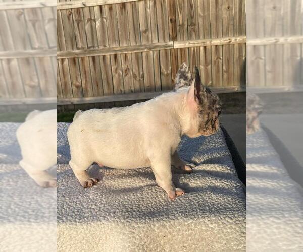 Medium Photo #2 French Bulldog Puppy For Sale in WEST COLUMBIA, SC, USA