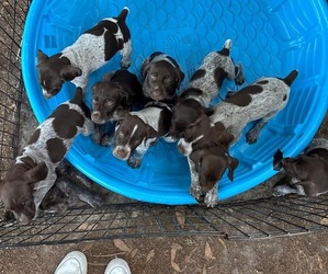 German Shorthaired Pointer-German Wirehaired Pointer Mix Litter for sale in DEFUNIAK SPRINGS, FL, USA