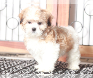 Shih Tzu Puppy for sale in NAPLES, FL, USA