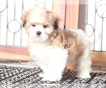 Small Shih Tzu