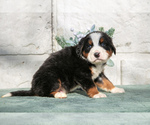 Puppy 6 Bernese Mountain Dog