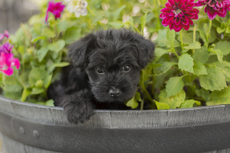 YorkiePoo Puppy for sale in LIGONIER, PA, USA