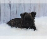 Small #2 Cairn Terrier