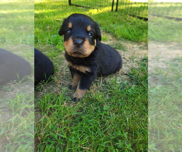 Medium Photo #2 Rottweiler Puppy For Sale in WINDSOR, ME, USA