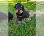 Litter of 8 - Male(s) and Female(s) RottweilerLitter of Puppies for Sale - Photo #2