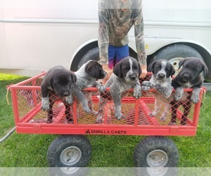Border Collie-German Shorthaired Pointer Mix Puppy for sale in Drayton Valley, Alberta, Canada