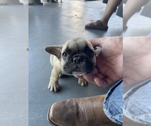 Medium French Bulldog
