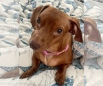 Small Photo #1 Dachshund Puppy For Sale in CLEARWATER, FL, USA