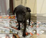 Small #4 Bulldog Mix
