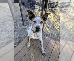 Mutt Dogs for adoption in Frisco, CO, USA