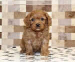 Small #2 Cavapoo (Miniature)