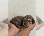 Small #16 Bernedoodle (Miniature)