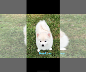 Pomsky Puppy for sale in SAVOY, MA, USA