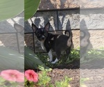 Small #5 Chihuahua