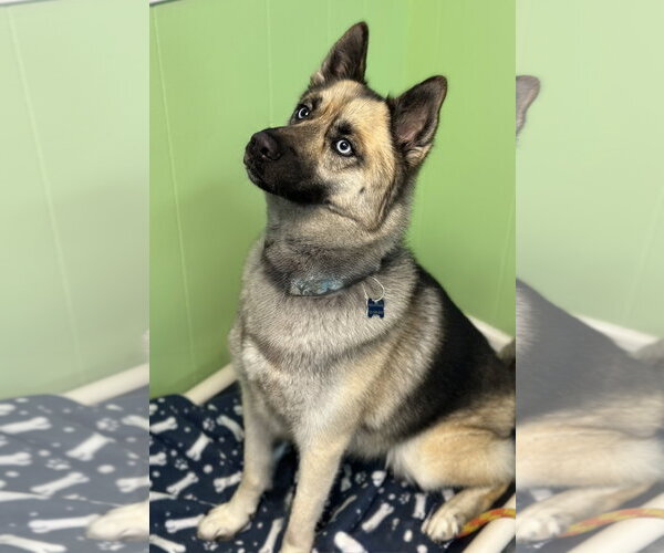 Medium Photo #2 Gerberian Shepsky Puppy For Sale in Spring Lake, NJ, USA