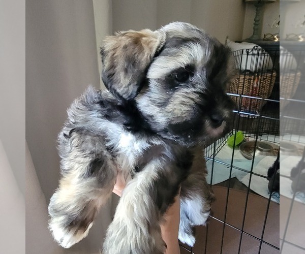 Medium Photo #1 Schnauzer (Miniature) Puppy For Sale in CLOVIS, CA, USA