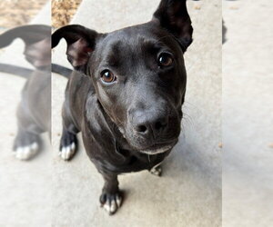 Shepradors Dogs for adoption in South Lake Tahoe, CA, USA